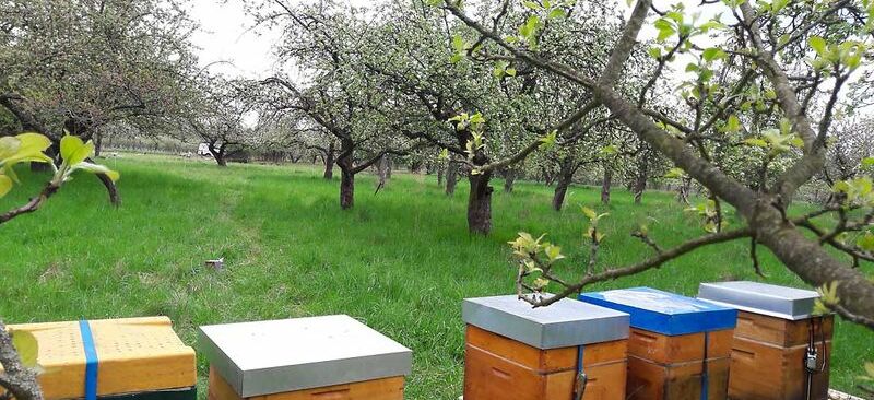 Bienenstöcke der Honigmanufaktur Bienenklang